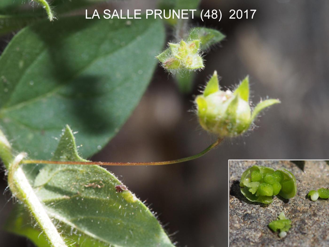 Fluellen, Sharp-leaved fruit